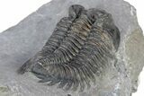 Bug-Eyed Coltraneia Trilobite Fossil - Top Quality Specimen #301716-4